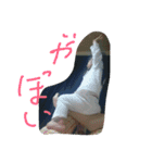 美ぃ3才前（個別スタンプ：4）