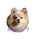 タロウとコロ2（個別スタンプ：1）