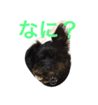 タロウとコロ2（個別スタンプ：2）