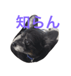 タロウとコロ2（個別スタンプ：4）