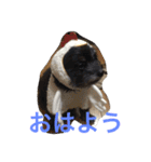 タロウとコロ2（個別スタンプ：7）