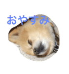 タロウとコロ2（個別スタンプ：10）