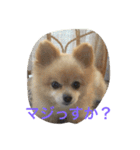 タロウとコロ2（個別スタンプ：11）