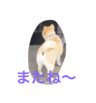 タロウとコロ2（個別スタンプ：13）