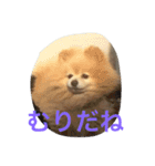 タロウとコロ2（個別スタンプ：16）