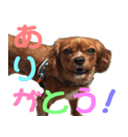 きゃばりあ の ここあ（個別スタンプ：2）