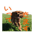 きゃばりあ の ここあ（個別スタンプ：3）