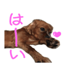 きゃばりあ の ここあ（個別スタンプ：5）
