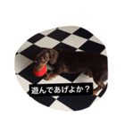 愛犬ナッツの日常（個別スタンプ：6）