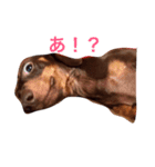 愛犬ナッツの日常（個別スタンプ：7）