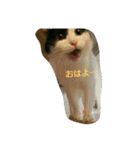 ぷー、みー、ごま（個別スタンプ：1）