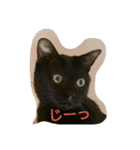 ぷー、みー、ごま（個別スタンプ：3）