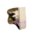 ぷー、みー、ごま（個別スタンプ：9）