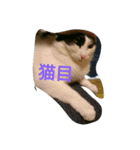 ぷー、みー、ごま（個別スタンプ：11）
