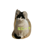 ぷー、みー、ごま（個別スタンプ：21）