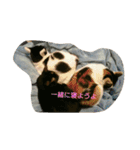 ぷー、みー、ごま（個別スタンプ：26）