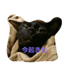 ぷー、みー、ごま（個別スタンプ：30）