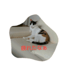 ぷー、みー、ごま（個別スタンプ：33）