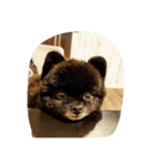 ドッグサロンマハロ（個別スタンプ：8）