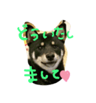 黒柴ちゃんの日常敬語（個別スタンプ：1）