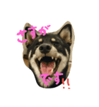 黒柴ちゃんの日常敬語（個別スタンプ：2）