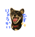 黒柴ちゃんの日常敬語（個別スタンプ：5）