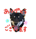 黒柴ちゃんの日常敬語（個別スタンプ：7）