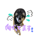 黒柴ちゃんの日常敬語（個別スタンプ：12）
