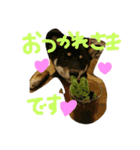 黒柴ちゃんの日常敬語（個別スタンプ：14）