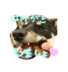 黒柴ちゃんの日常敬語（個別スタンプ：16）