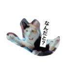 ミケ猫の1日（個別スタンプ：1）