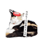 ミケ猫の1日（個別スタンプ：2）