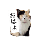 ミケ猫の1日（個別スタンプ：3）