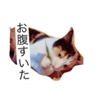 ミケ猫の1日（個別スタンプ：5）