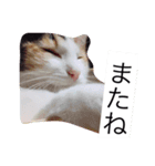 ミケ猫の1日（個別スタンプ：7）
