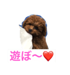 トイプードルのららちゃん（個別スタンプ：1）