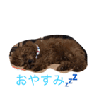 トイプードルのららちゃん（個別スタンプ：2）