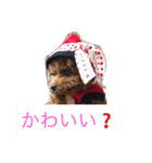 トイプードルのららちゃん（個別スタンプ：4）