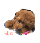 トイプードルのららちゃん（個別スタンプ：5）