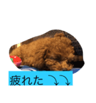 トイプードルのららちゃん（個別スタンプ：6）