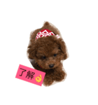 トイプードルのららちゃん（個別スタンプ：8）