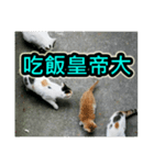 Street Cat emoticons_3（個別スタンプ：1）
