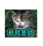 Street Cat emoticons_3（個別スタンプ：2）