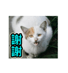 Street Cat emoticons_3（個別スタンプ：4）