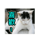 Street Cat emoticons_3（個別スタンプ：5）