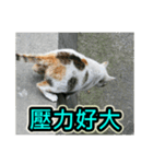 Street Cat emoticons_3（個別スタンプ：6）
