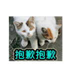 Street Cat emoticons_3（個別スタンプ：8）
