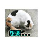 Street Cat emoticons_3（個別スタンプ：9）
