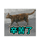 Street Cat emoticons_3（個別スタンプ：11）