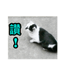 Street Cat emoticons_3（個別スタンプ：12）